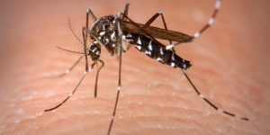 Dengue, Zika Ou Chikungunya