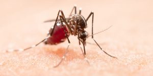 Dengue, Zika Ou Chikungunya?