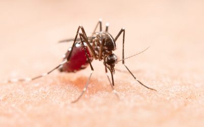 Dengue, Zika ou Chikungunya?
